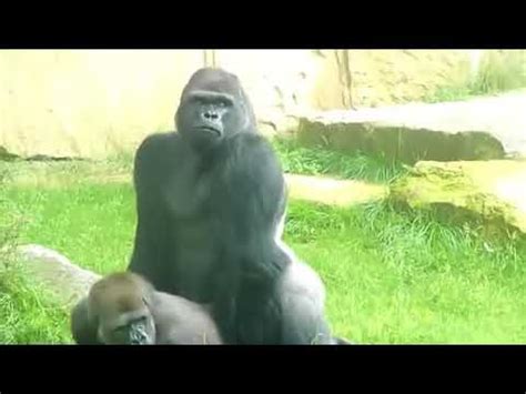 gorilla mating video|gorillas mating like humans.